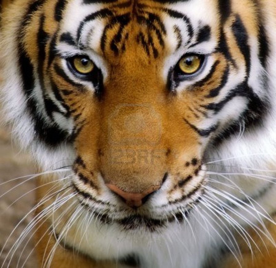 тигр - кошки, хищники, животные, тигр - оригинал