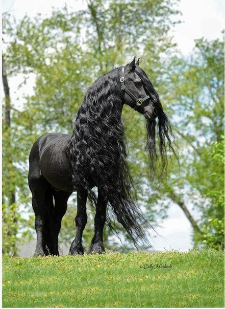 черная лошадь - лошадь, животные - оригинал