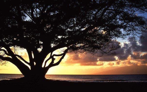 Дерево - дерево, закат, море - оригинал