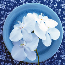 Оригинал схемы вышивки «Орхидеи» (№246300)
