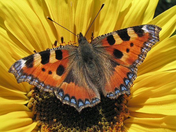 Бабочка - бабочка, цветы, картина - оригинал