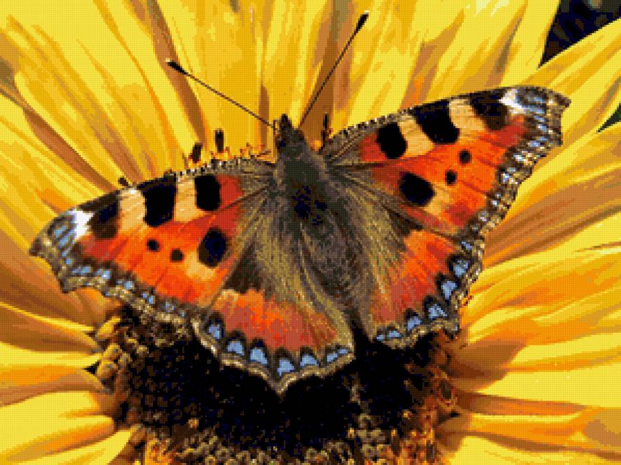Бабочка - картина, цветы, бабочка - предпросмотр