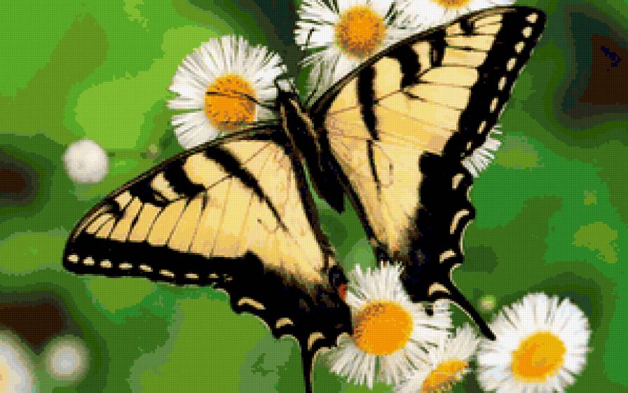 Бабочка - бабочка, природа, цветы, картина - предпросмотр