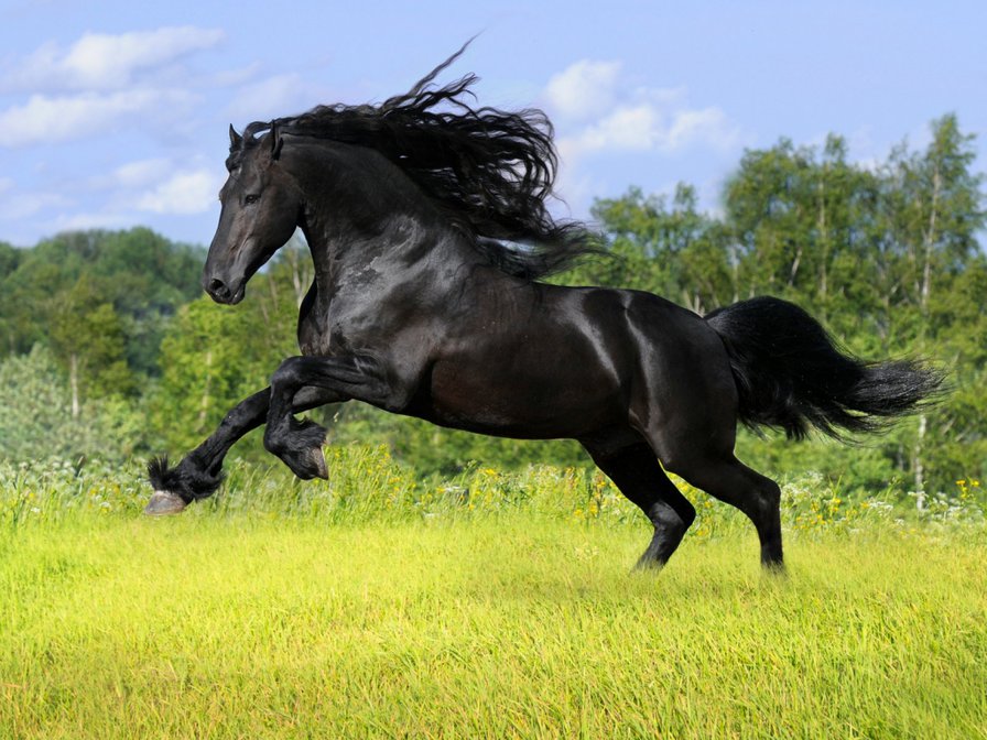 черный конь - оригинал