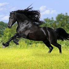 Схема вышивки «черный конь»