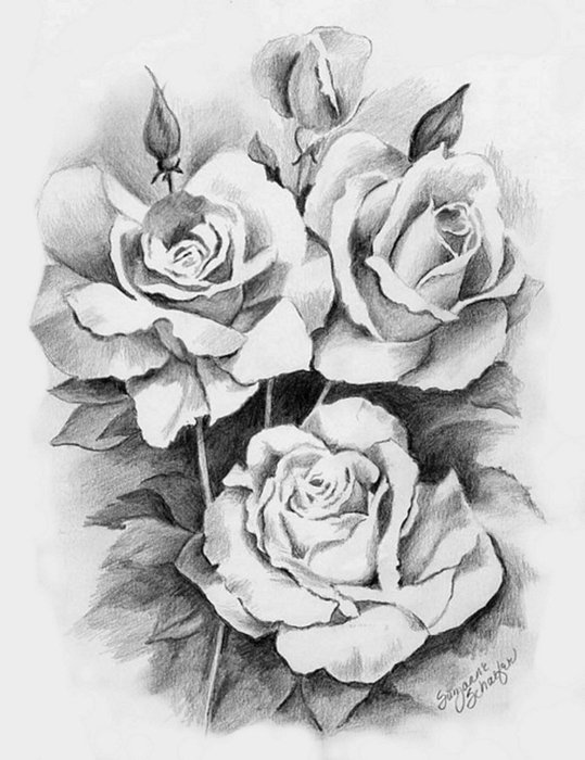 № 247421 - розы, монохром, цветы, рисунок - оригинал