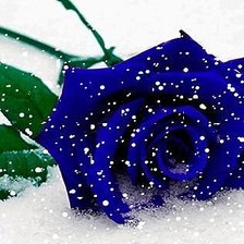 Схема вышивки «синия роза»