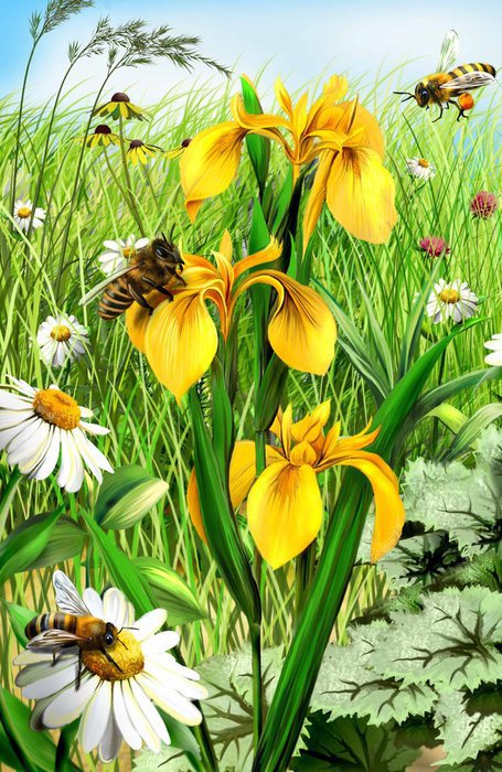 пчелки - цветы, природа, полевые, насекомые - оригинал