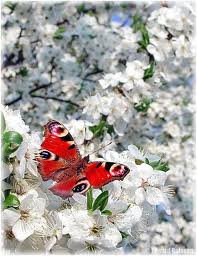 Весна. - бабочки, весна, цветы - оригинал
