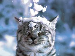 Кот. - кот, снег, зима - оригинал