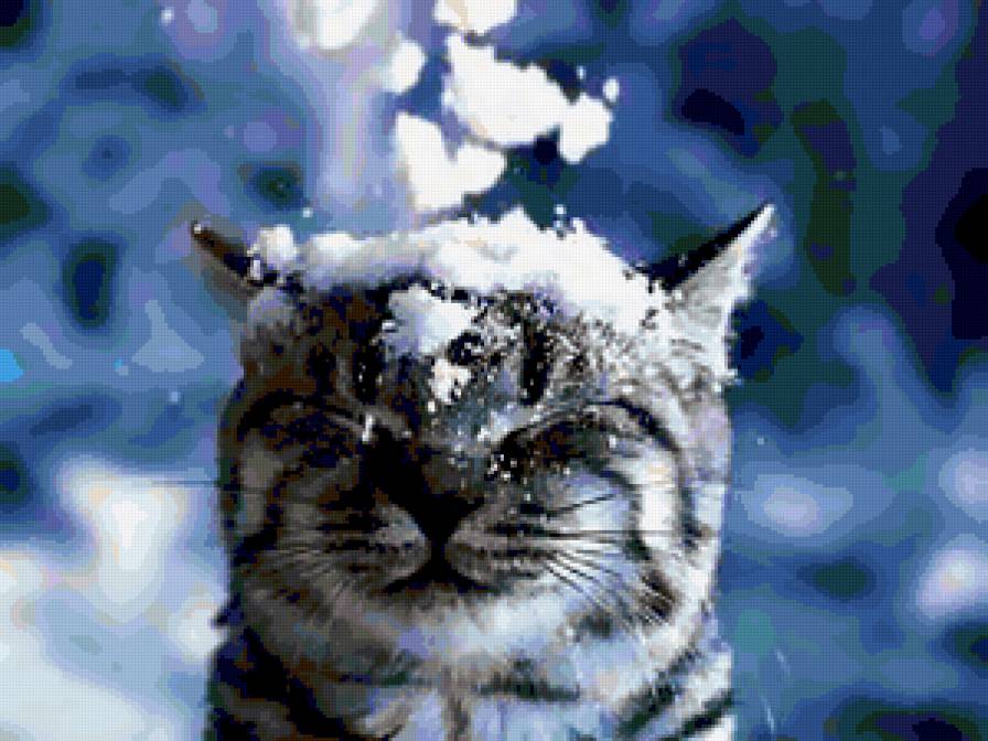 Кот. - кот, зима, снег - предпросмотр