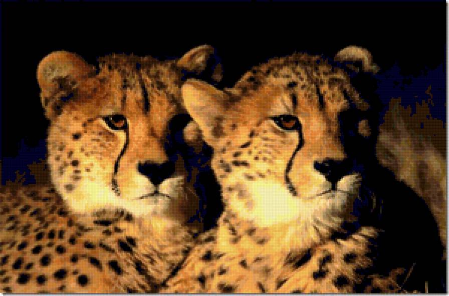 гепарды - животные, гепард, природа, дикие кошки - предпросмотр