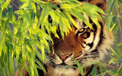 тигр - дикие кошки, прирда, животные, тигр, тигры - оригинал
