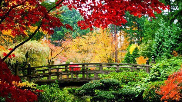 Осень - осень, пейзаж, лес, природа, картина, деревья - оригинал