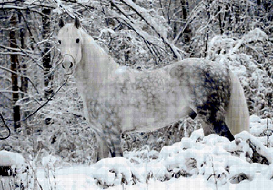 Лошадка - лес, картина, звери, зима, лошадь, природа, снег - предпросмотр