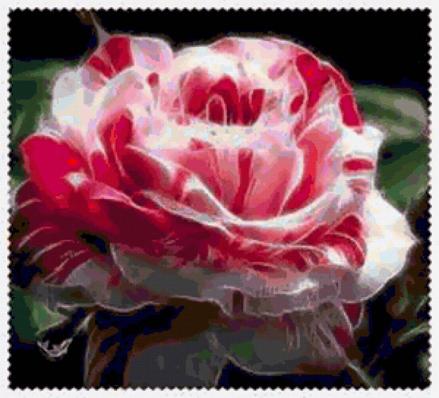 №249587 - розы, цветы - предпросмотр
