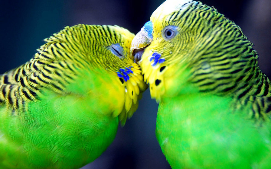 Парочка попугайчиков - поцелуй, попугайчики - оригинал