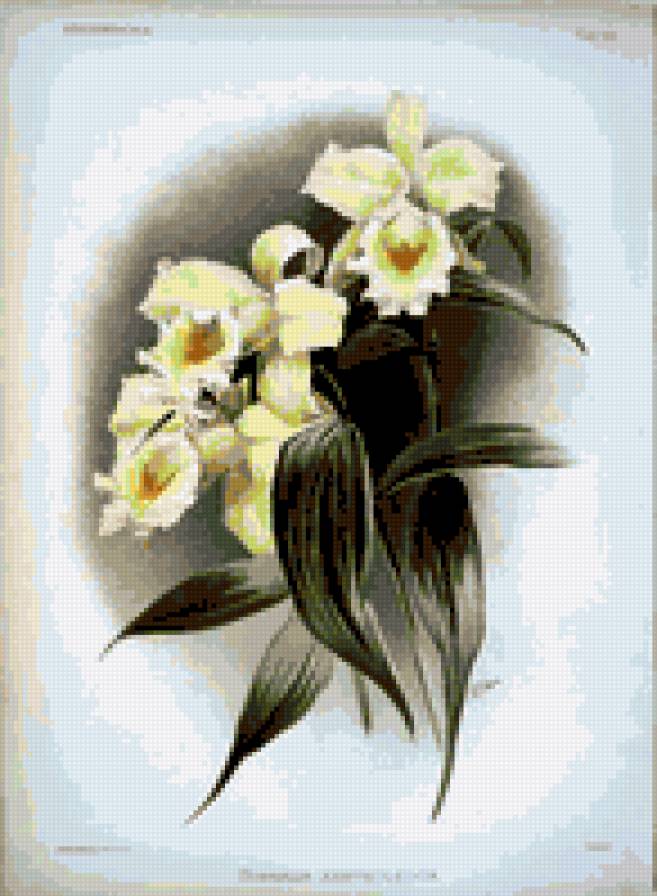 орхидея - цветы орхидея - предпросмотр