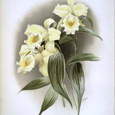 Оригинал схемы вышивки «орхидея» (№251024)