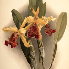 Оригинал схемы вышивки «желтая орхидея» (№251031)