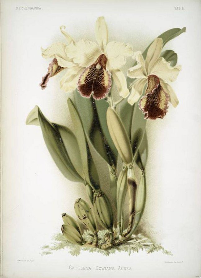 орхидея - цветы орхидеи - оригинал