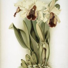 Оригинал схемы вышивки «орхидея» (№251033)