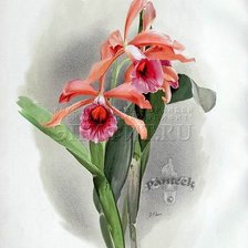 Оригинал схемы вышивки «красная орхидея» (№251034)