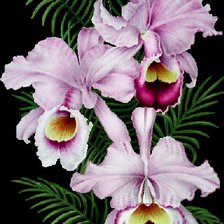 Оригинал схемы вышивки «орхидея» (№251037)