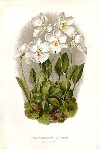 белые орхидеи - цветы орхидеи - оригинал