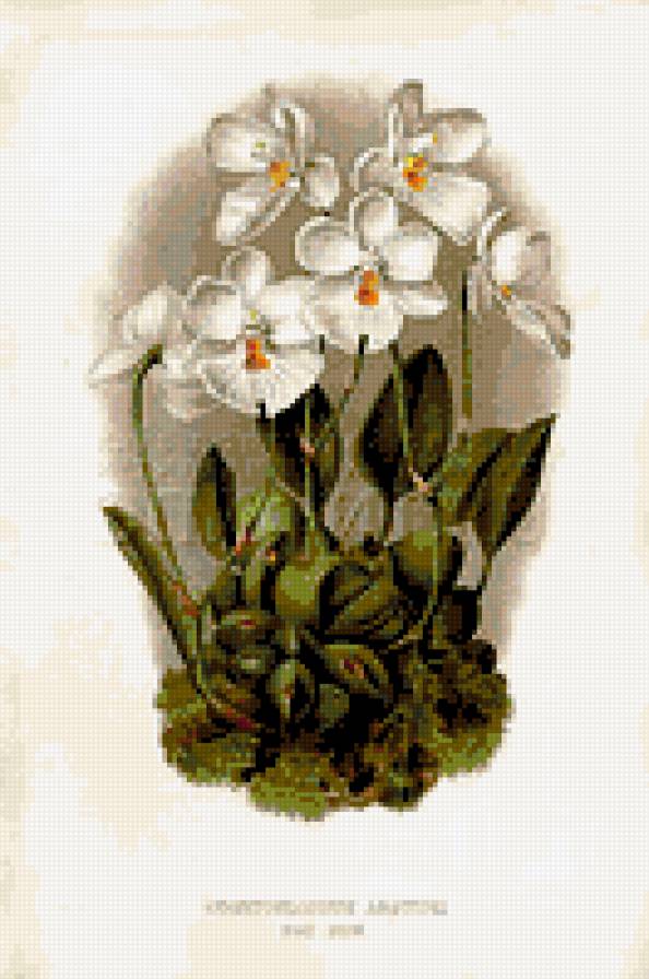 белые орхидеи - цветы орхидеи - предпросмотр