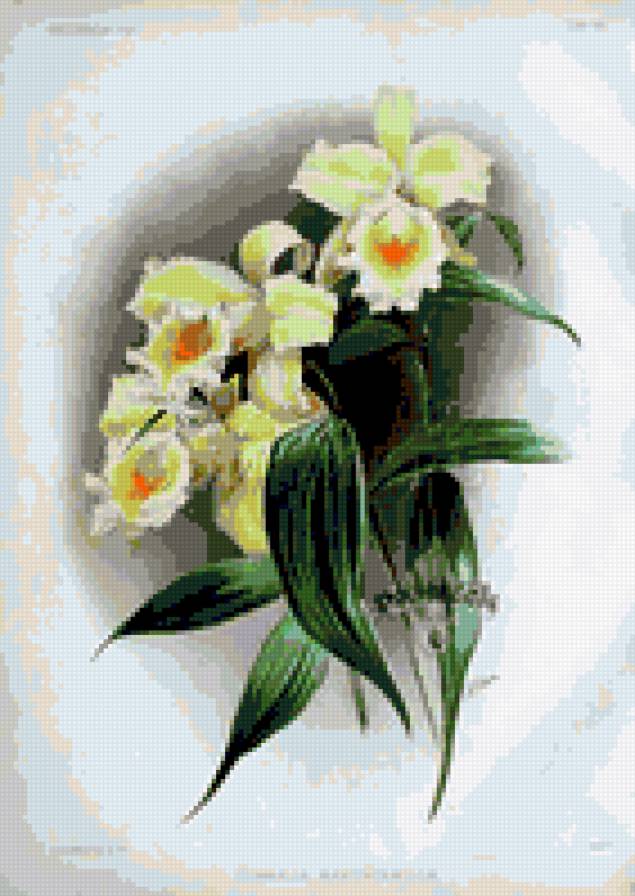 орхидеи - цветы орхидеи - предпросмотр