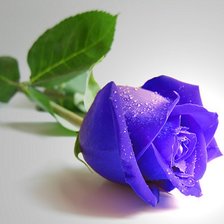 Схема вышивки «синяя роза»