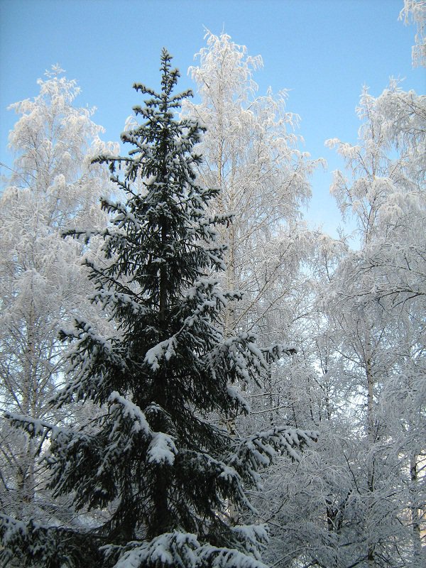 зима - зима. снег, елка - оригинал