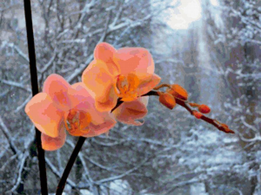 орхидея - предпросмотр