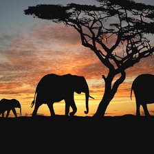 семья слонов