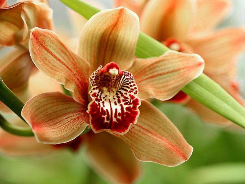 орхидея 8 - цветы - оригинал