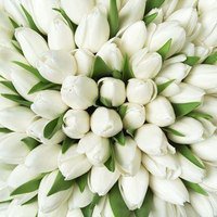 БЕЛЫЕ ТЮЛЬПАНЫ - цветы, тюльпаны, букет - оригинал