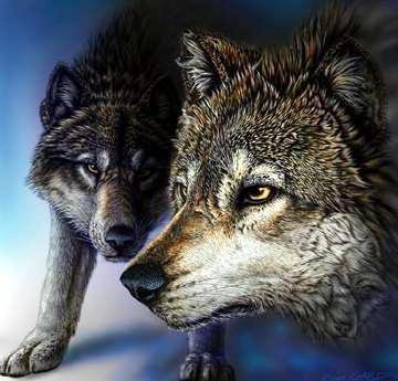Волки - хищник, волк, волки, животные - оригинал