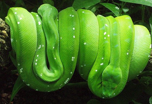 Зеленый змей - животные, природа, присмыкающиеся, змея - оригинал