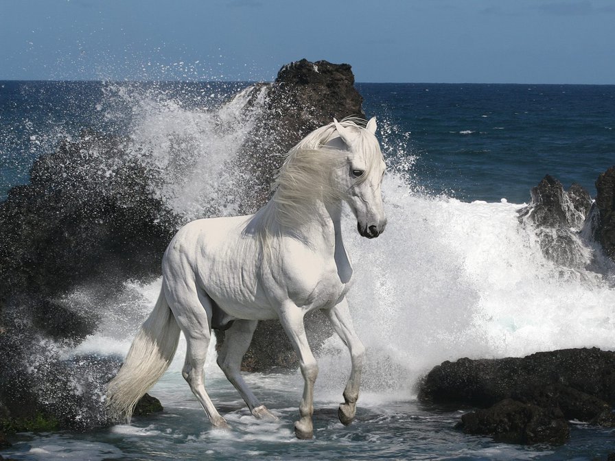 белый конь - оригинал