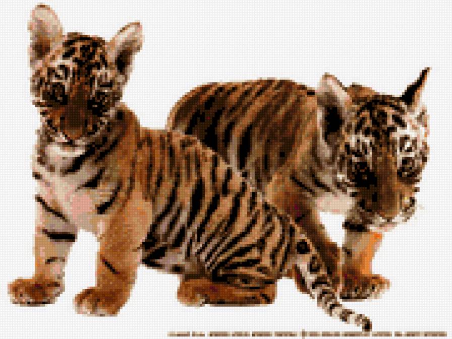 два тигрёнка - предпросмотр