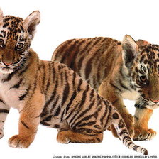 два тигрёнка