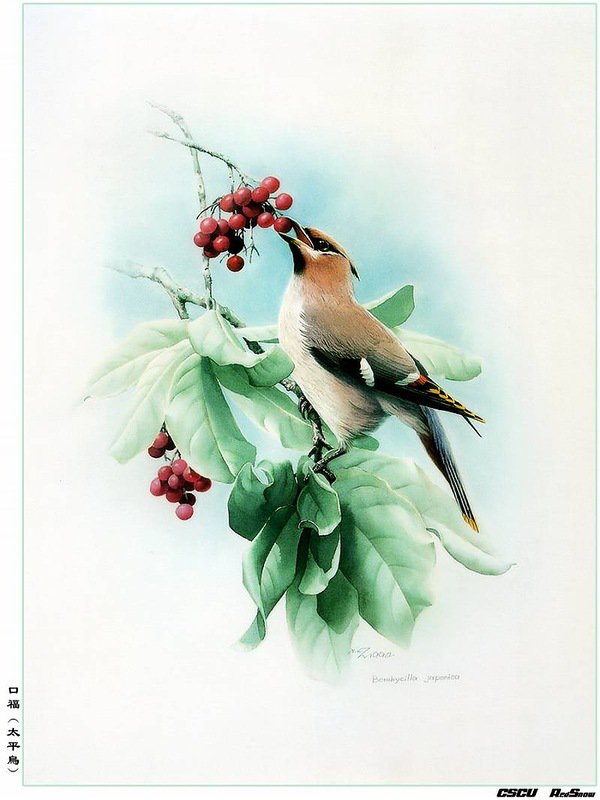 птичка на ветке - природа птица картина - оригинал