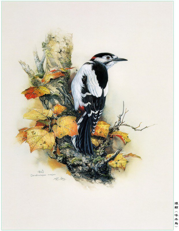 дятел - природа птица картина - оригинал