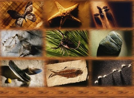 Знойная экзотика - сахара, скорпион, насекомые, природа, пустыня - оригинал