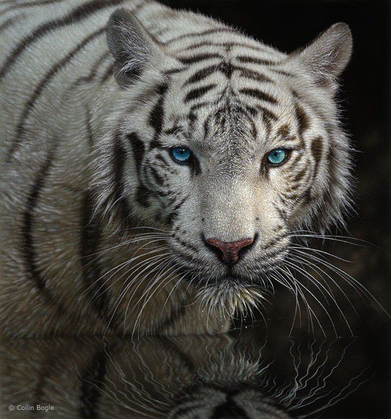 Белая магия - взгляд, тиг, кошки, белый тигр, дикие кошки - оригинал
