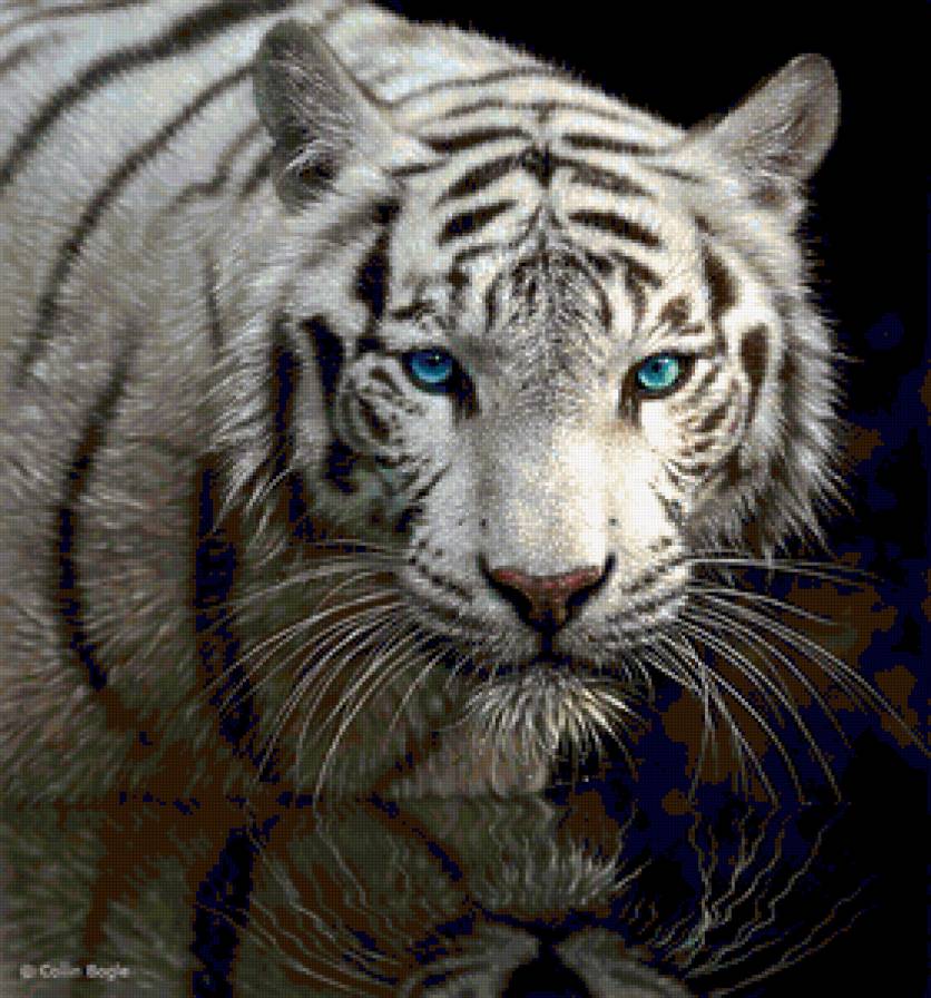 Белая магия - белый тигр, тиг, дикие кошки, кошки, взгляд - предпросмотр