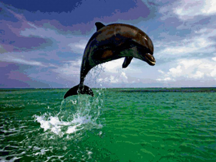 дельфин - рыба, море, дельфин - предпросмотр