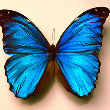 Оригинал схемы вышивки «бабочка» (№254078)
