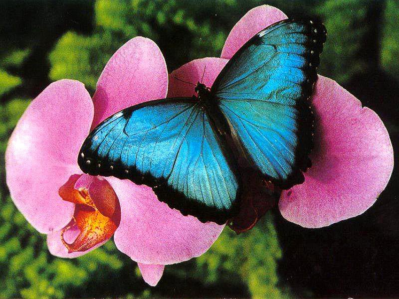 бабочка на орхидее - цветы, животные, природа - оригинал